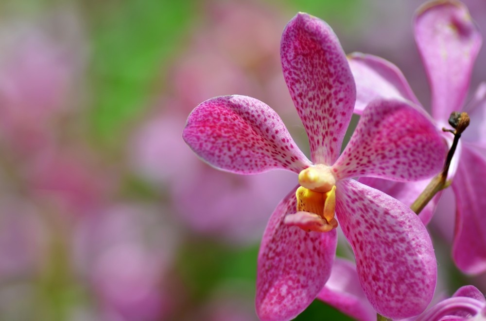 bigstock-beautiful-purple-orchid-phala-142665275_1000