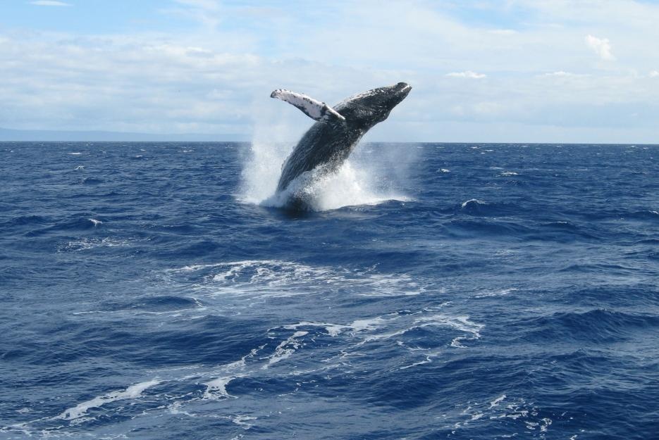 bigstock-whale-breaching-off-west-maui-70694410_935
